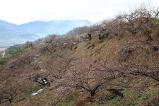 광양매화마을 오늘 현재 개화상황(2012.3.23) - 자유게시판 출사코리아