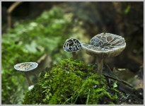 하늘빛숲속에이야기농원 | 숲속에 이야기 - 자유게시판 출사코리아