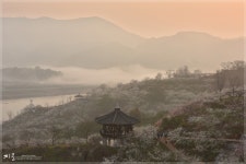 광양매화가 시작 됬네요! - 자유게시판 출사코리아