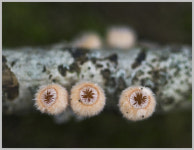 숲속에 이야기 - 자유게시판 출사코리아