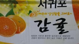 감귤 잘 먹겠습니다. - 자유게시판 출사코리아