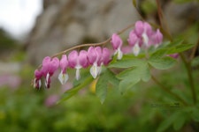 용강길 금낭화 - 자유게시판 출사코리아