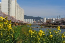 오늘 온천천 상황~ - 자유게시판 출사코리아