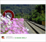 하동 북천역 코스모스 축제 - 자유게시판 출사코리아