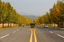 통일전 은행나무단풍 !! - 자유게시판 출사코리아