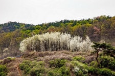김천 아천은 꽃동네 - 자유게시판 출사코리아