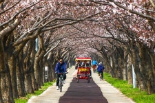 ♣...맥도생태공원 둑방 벚꽃 상황입니다...♣ - 자유게시판 출사코리아