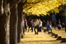 내일 아침 남이섬 들어갑니다..^^ - 자유게시판 출사코리아