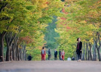 마로니에 길... - 자유게시판 출사코리아