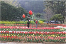 미조리 튤립밭을 소개 합니다~ - 자유게시판 출사코리아