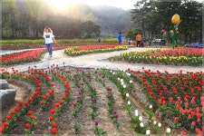미조리 튤립밭을 소개 합니다~ - 자유게시판 출사코리아