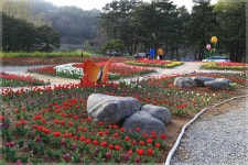 미조리 튤립밭을 소개 합니다~ - 자유게시판 출사코리아