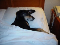 여름철 도꾸가 살아 남는 방법 - 자유게시판 출사코리아