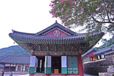 영광 불갑사 - 자유게시판 출사코리아