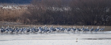 성탄절 아침 주남저수지 - 자유게시판 출사코리아
