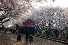 오늘 아침에 다녀온 진해 경화역^^ - 자유게시판 출사코리아