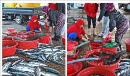 어시장 에서 - 자유게시판 출사코리아