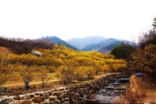 구례 산동면 산수유 - 자유게시판 출사코리아
