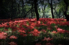 선운사의가을빛 - 자유게시판 출사코리아