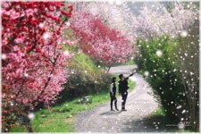 군항  진해소식 - 자유게시판 출사코리아