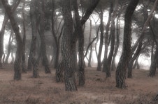 임한리 소나무숲에 댕겨왔습니다.. - 자유게시판 출사코리아