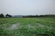 안압지 주변 연꽃단지 개화 현황(6.12현재) - 자유게시판 출사코리아
