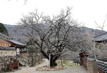 선암사 선암매 - 자유게시판 출사코리아