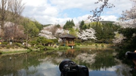 현재 보문정 - 자유게시판 출사코리아