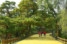 운치있는 의림지의 소나무 - 자유게시판 출사코리아