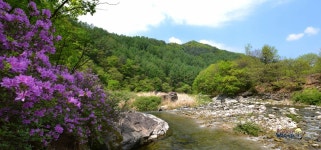 가평천의 봄 - 자유게시판 출사코리아