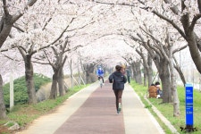 맥도생태공원 벚꽃만개 - 자유게시판 출사코리아