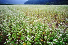 지금 봉평은.... 이렇습니다. - 자유게시판 출사코리아
