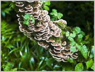 숲속에 이야기 - 자유게시판 출사코리아