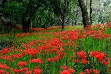 출사지 소식에 선운사 꽃무릇 오늘 (9월 15일) 상황 올렸습니다. - 자유게시판 출사코리아