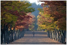 울산 느티나무 길 - 자유게시판 출사코리아