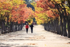 10월23일 울산문수 마로니에길 상황 - 자유게시판 출사코리아