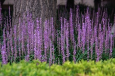 부산시청맥문동소식 - 자유게시판 출사코리아