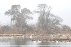 경안천 - 자유게시판 출사코리아
