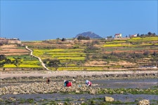 청산도의 봄 - 베스트갤러리 출사코리아