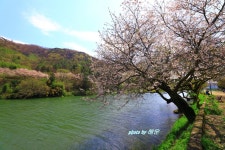 지석강의 봄... - 베스트갤러리 출사코리아