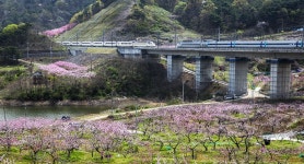 구지리 복사꽃마을에서 - 베스트갤러리 출사코리아