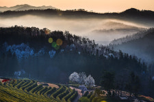 차` 밭 - 베스트갤러리 출사코리아