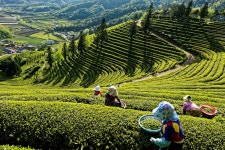 보성 다원의 봄 - 베스트갤러리 출사코리아