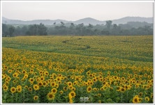 해바라기가 있는 풍경~~~ - 베스트갤러리 출사코리아