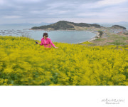 청산도의 왈츠 - 베스트갤러리 출사코리아