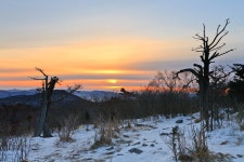 태백의 주목 일출.. - 베스트갤러리 출사코리아