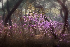 솔숲의 향기 - 2 - 베스트갤러리 출사코리아