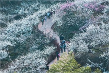 매화마을 - 베스트갤러리 출사코리아