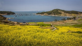 청산도의봄 - 베스트갤러리 출사코리아