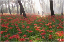 대왕암공원의 솔숲 - 베스트갤러리 출사코리아